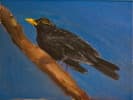 A eurasian blackbird (oils on canvas, 24cm x 18cm)