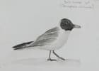 A black headed gull (fineliner and water-soluble graphite, A5)