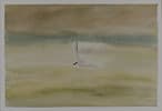 A flying arctic tern (watercolour on cold-pressed 100% cotton, 18cm x 26cm)