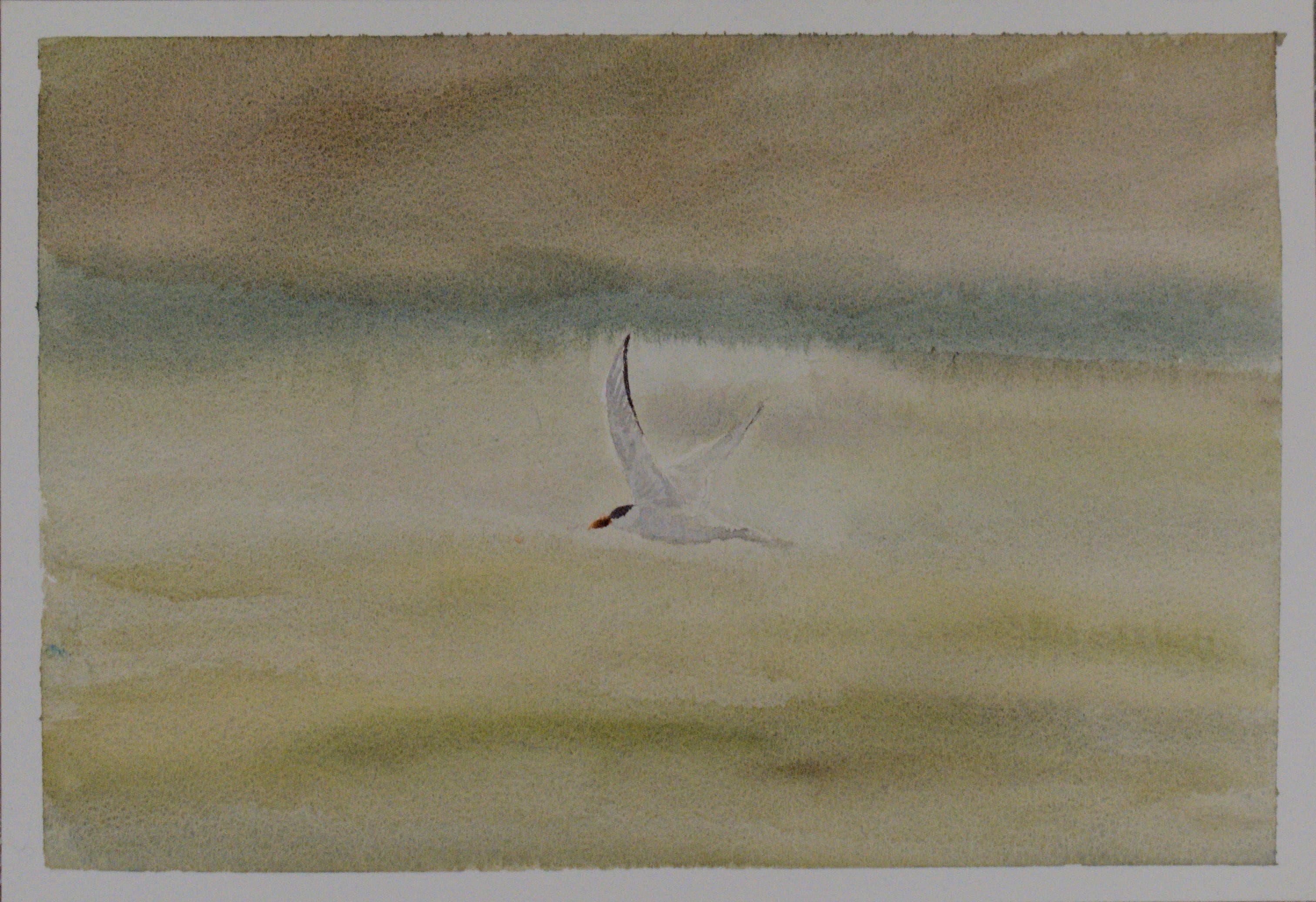 A flying arctic tern (watercolour on cold-pressed 100% cotton, 18cm x 26cm)