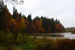 Trees on the edge of the lake near Abramtsevo
