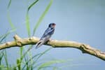 A barn swallow resting on a branch at Wedeler Marsch near Hamburg