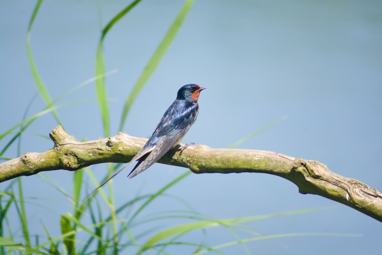 A barn swallow resting on a branch at Wedeler Marsch near Hamburg