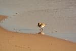A Dunlin on the coast of Kotlin Island, near St. Petersburg