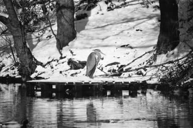 A grey heron resting on a small pier at Ostebekkanal, Hamburg